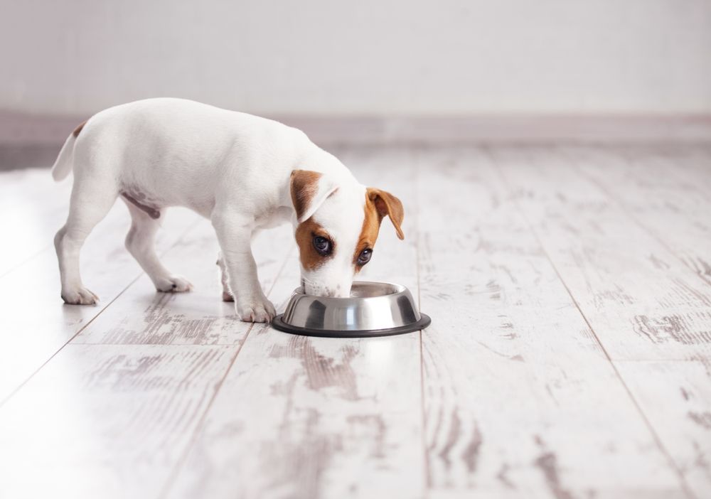 jack russell mangia dalla ciotola