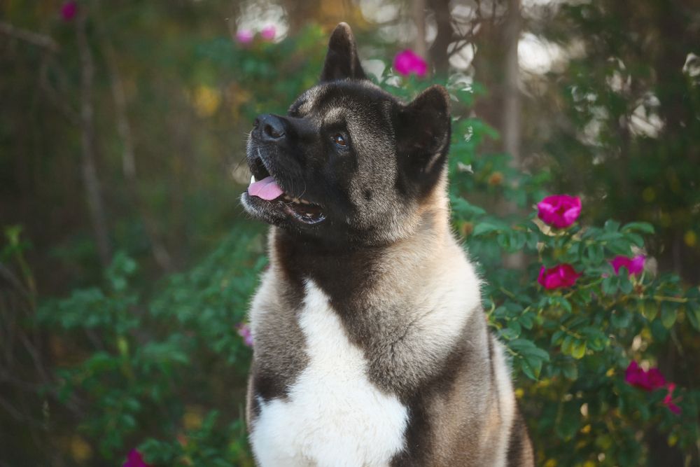 akita americano fra i fiori