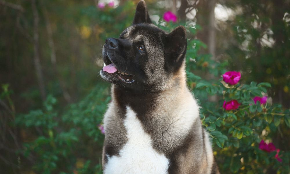 akita americano fra i fiori