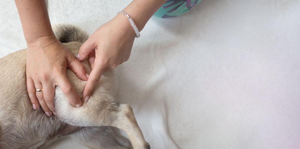 veterinario visita l’anca di un cane