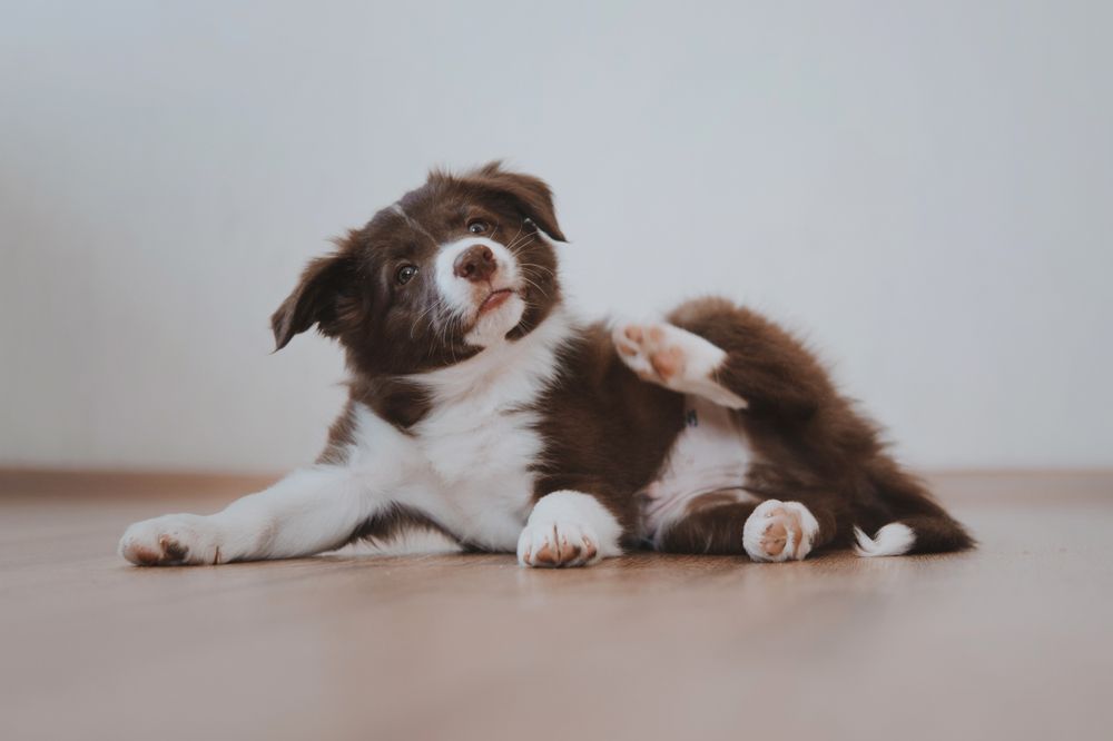 cucciolo si gratta