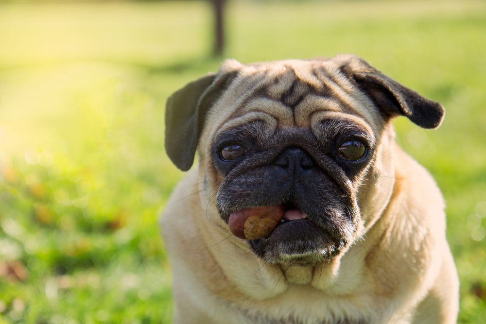 cane carlino con castagna in bocca