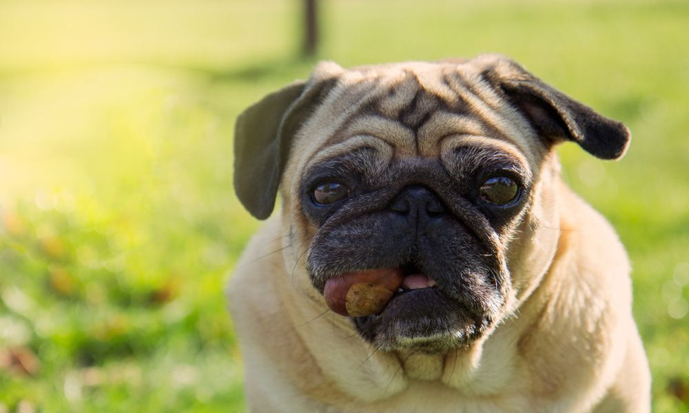 cane carlino con castagna in bocca