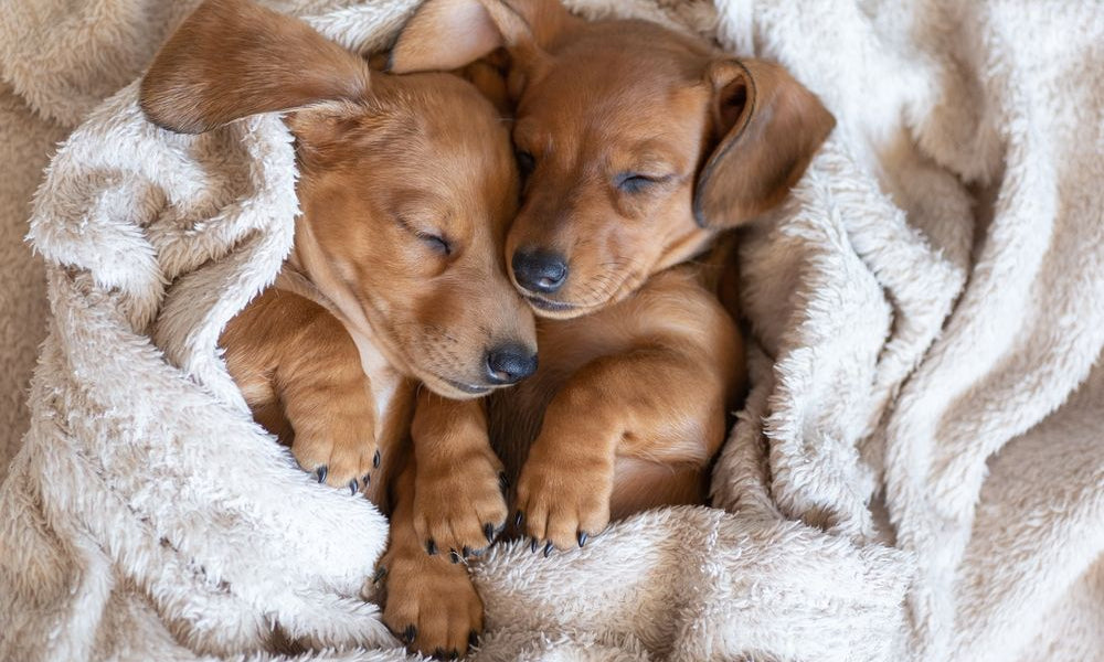 cuccioli di cane che dormono