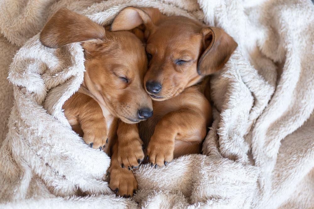 cuccioli di cane che dormono