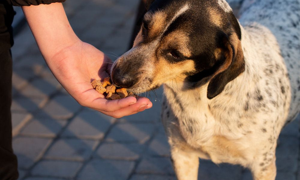 cane bianco e nero mangia dalle mani umane