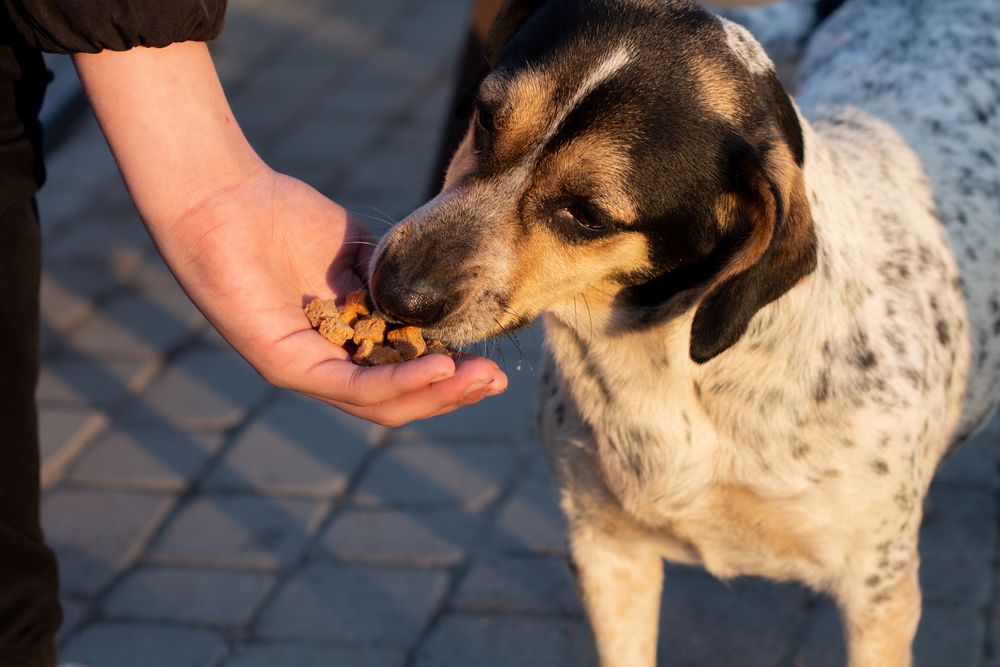 cane bianco e nero mangia dalle mani umane