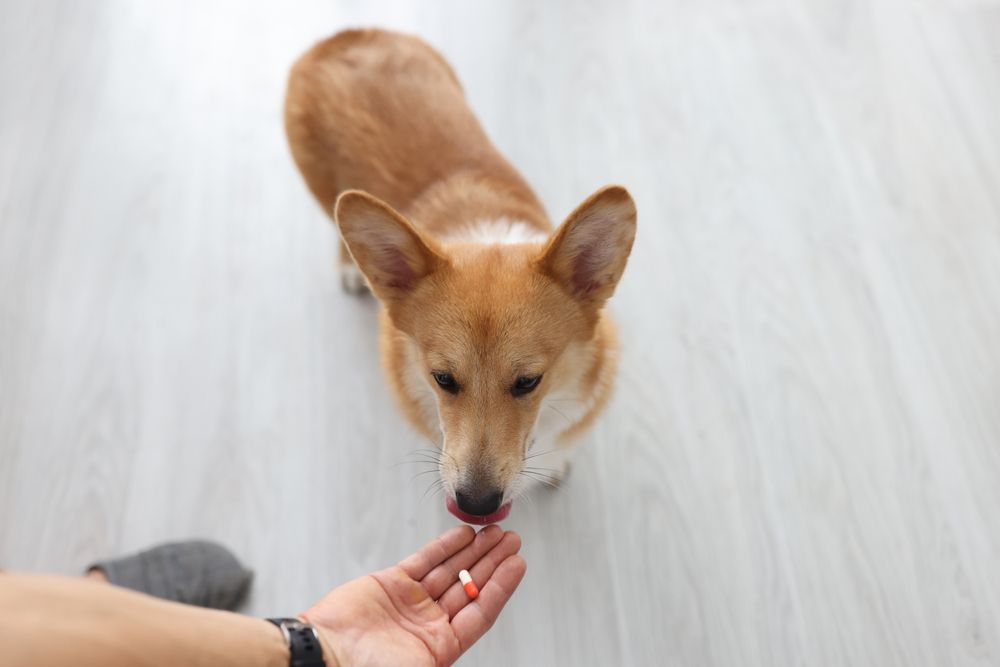 cane prende la pillola dalla mano del proprietario 