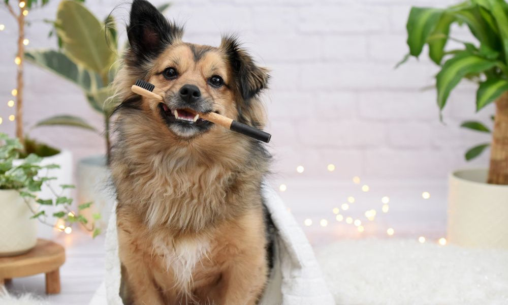 cane con spazzolino in bocca