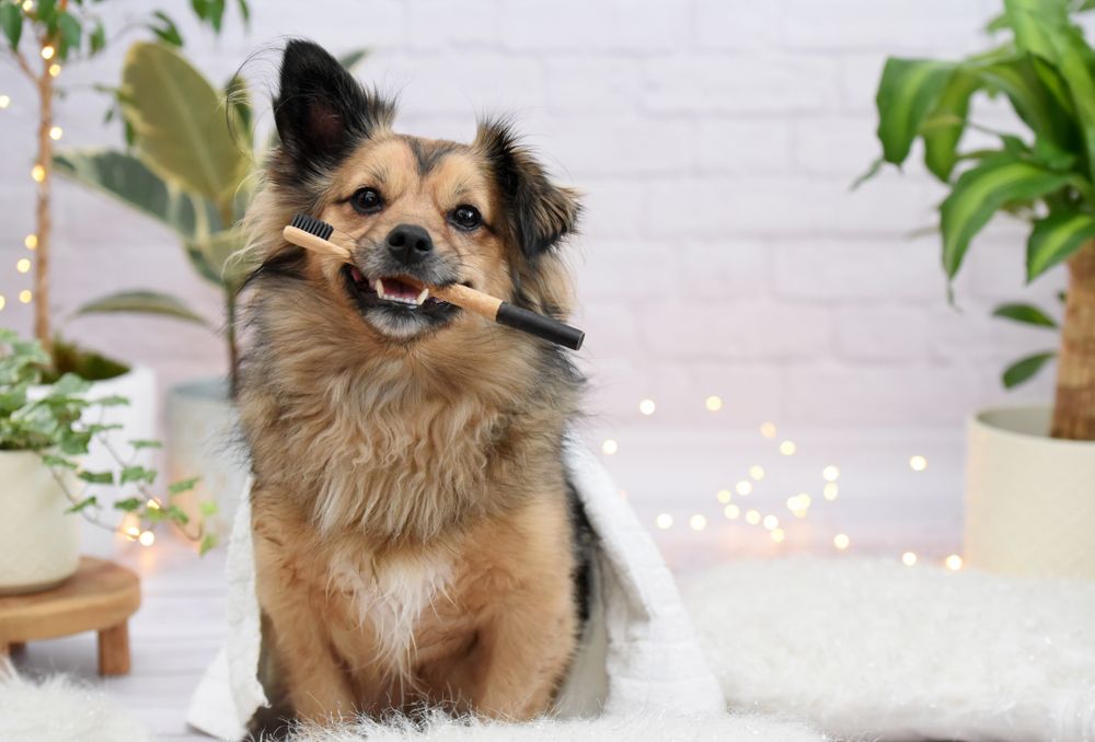 cane con spazzolino in bocca