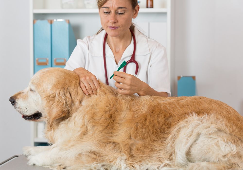 veterinaria somministra fiala di antiparassitario sul mantello del cane