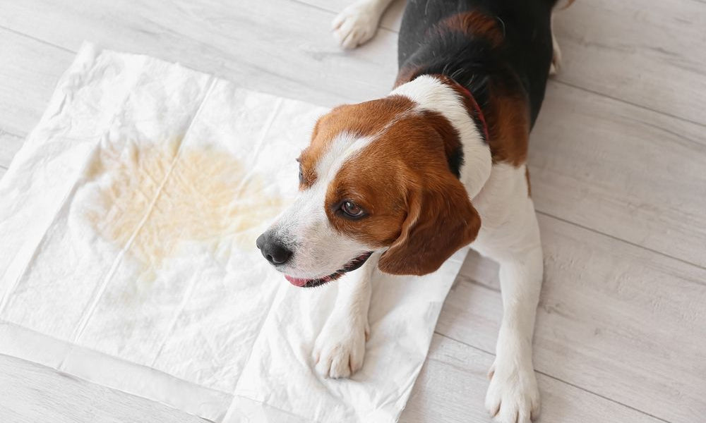 beagle con affianco traversina sporca di pipì