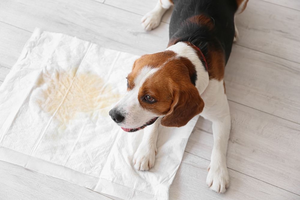 beagle con affianco traversina sporca di pipì