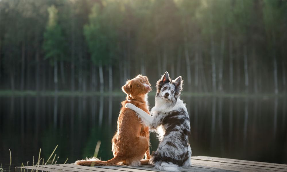 cani si abbracciano su un molo