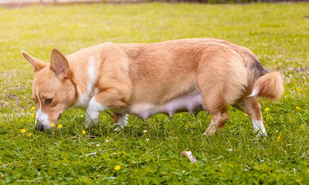 corgi nel prato incinta