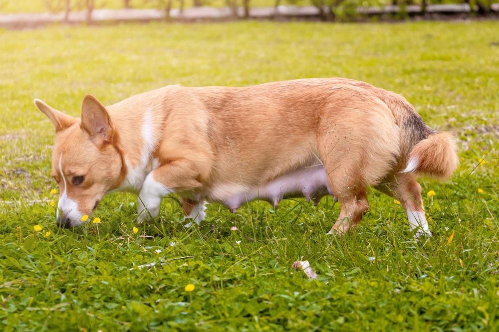 corgi nel prato incinta