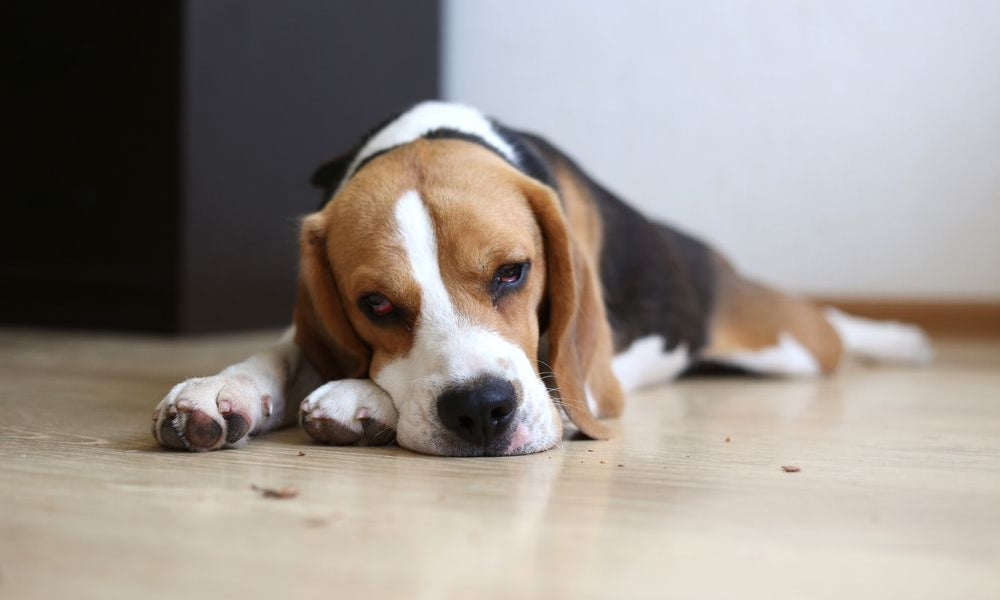 beagle che sta male