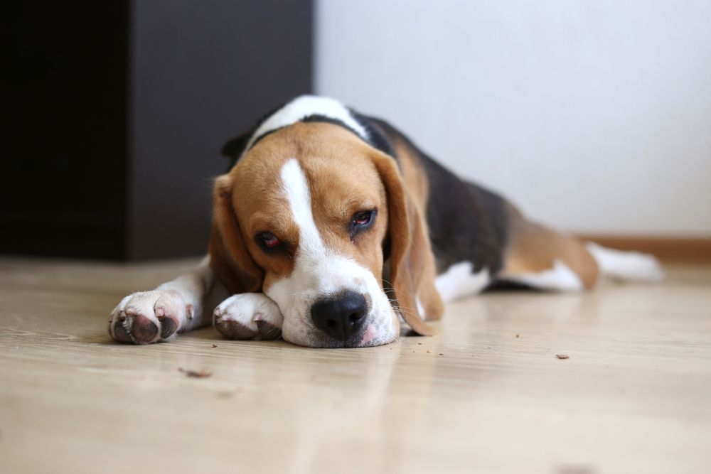 beagle che sta male