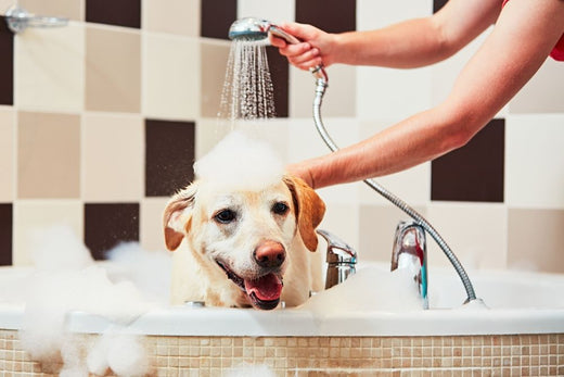ALT TEXT: labrador insaponato in una vasca da bagno