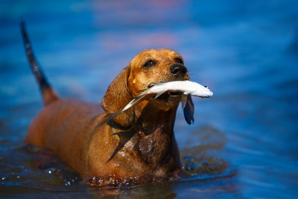 cane in acqua con pesce in bocca