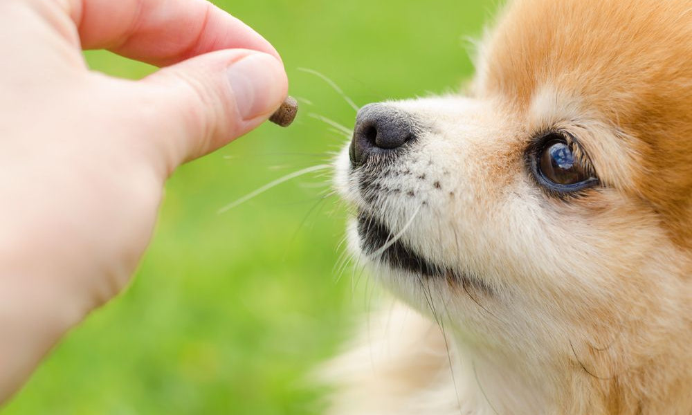 cucciolo di pomerania mangia un croccantino dalla mano della padrona