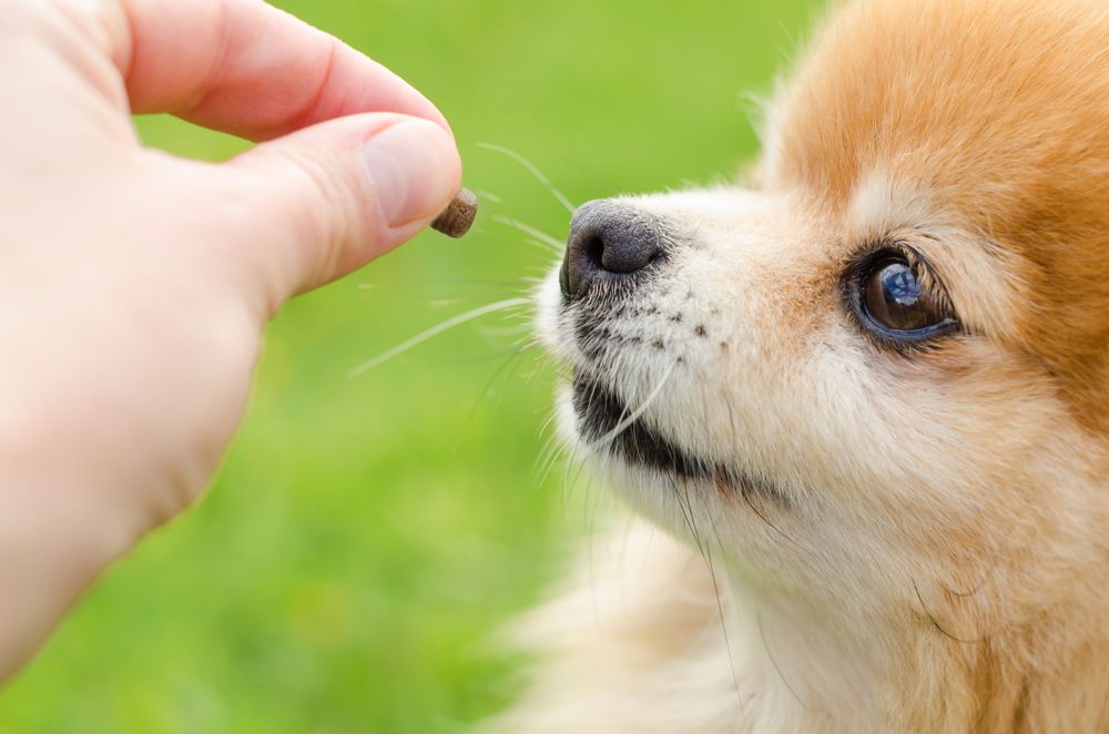 cucciolo di pomerania mangia un croccantino dalla mano della padrona