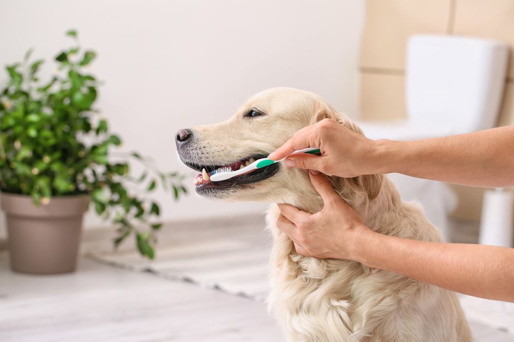 ragazza lava i denti con uno spazzolino ad un golden retriever