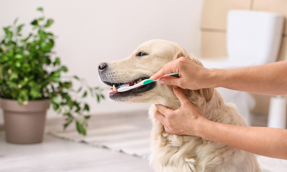 ragazza lava i denti con uno spazzolino ad un golden retriever