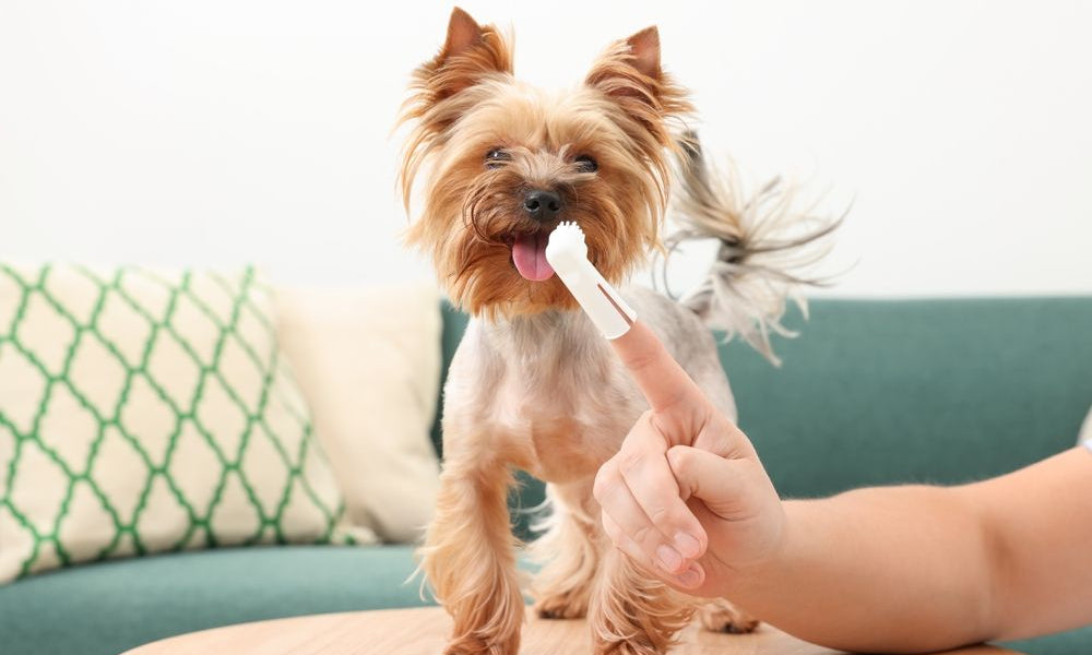 Uomo che lava i denti del cane su un tavolo di legno