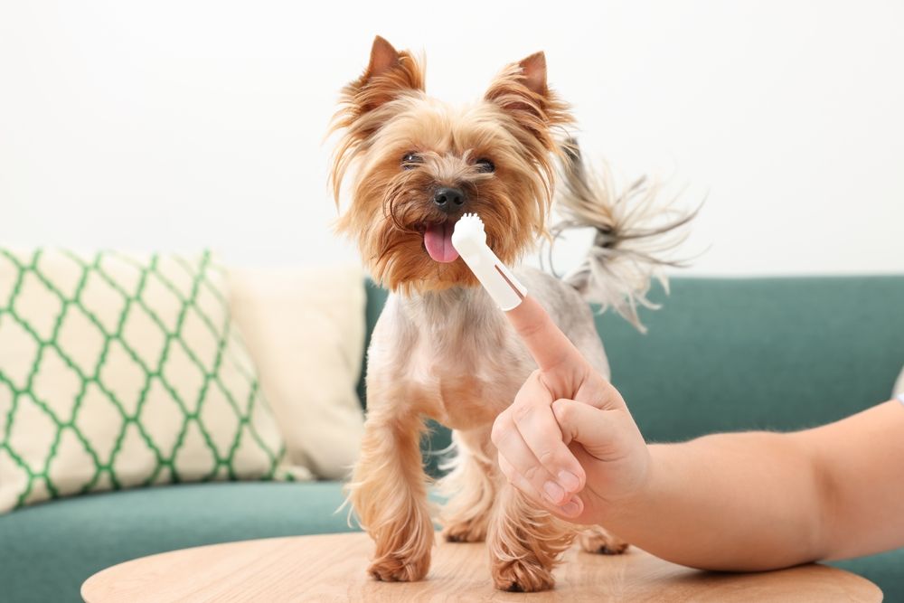 Uomo che lava i denti del cane su un tavolo di legno