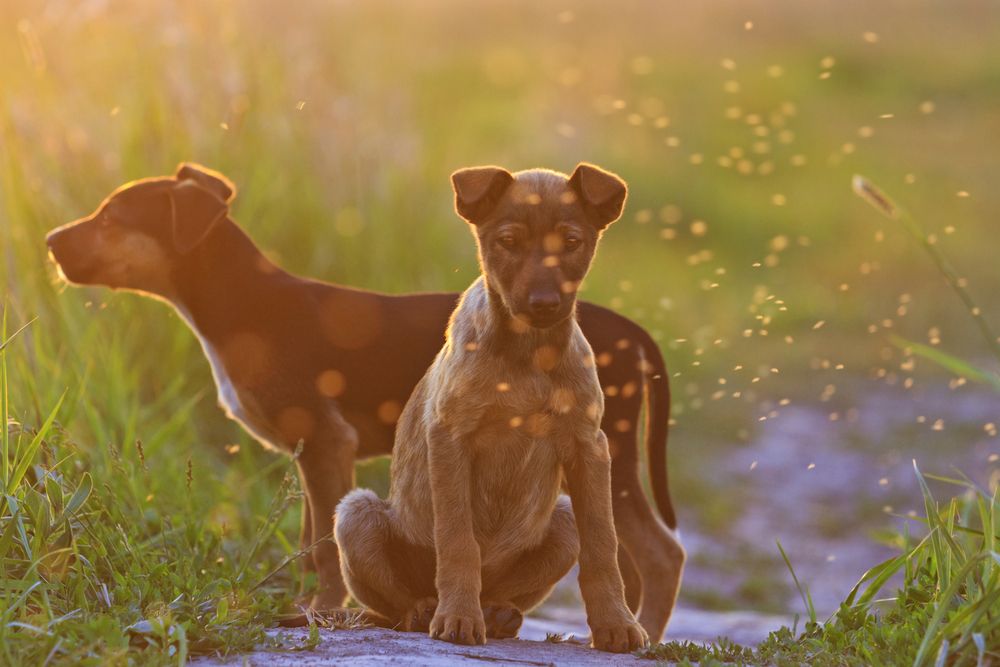 due cuccioli circondati da moscerini nel prato