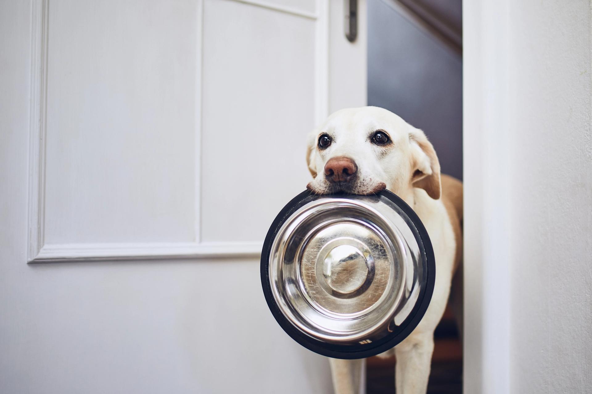 cane affamato