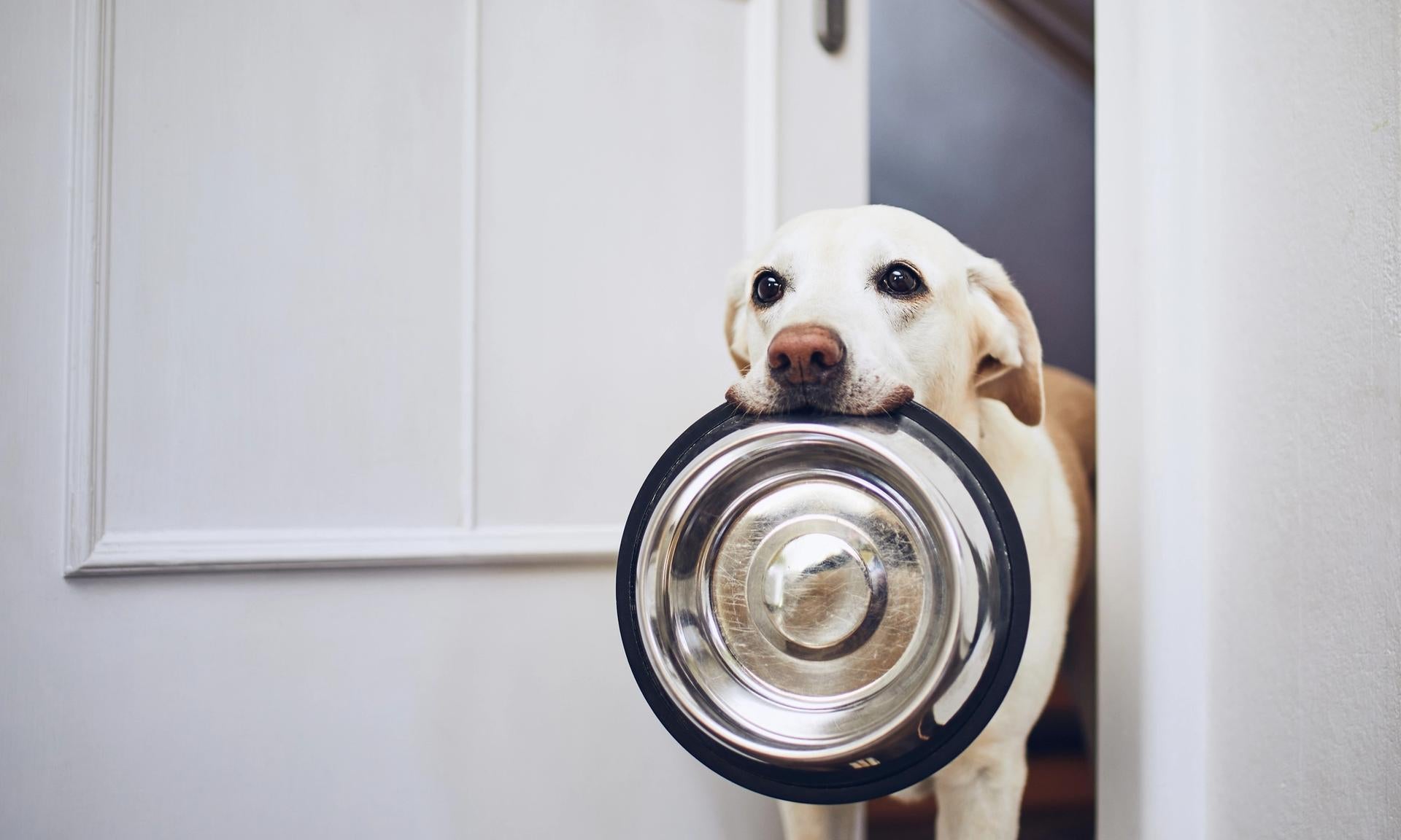 cane affamato
