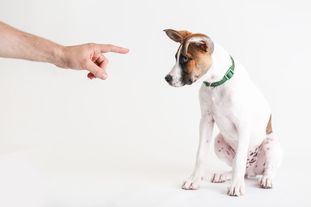 dito indica un cane per sgridarlo