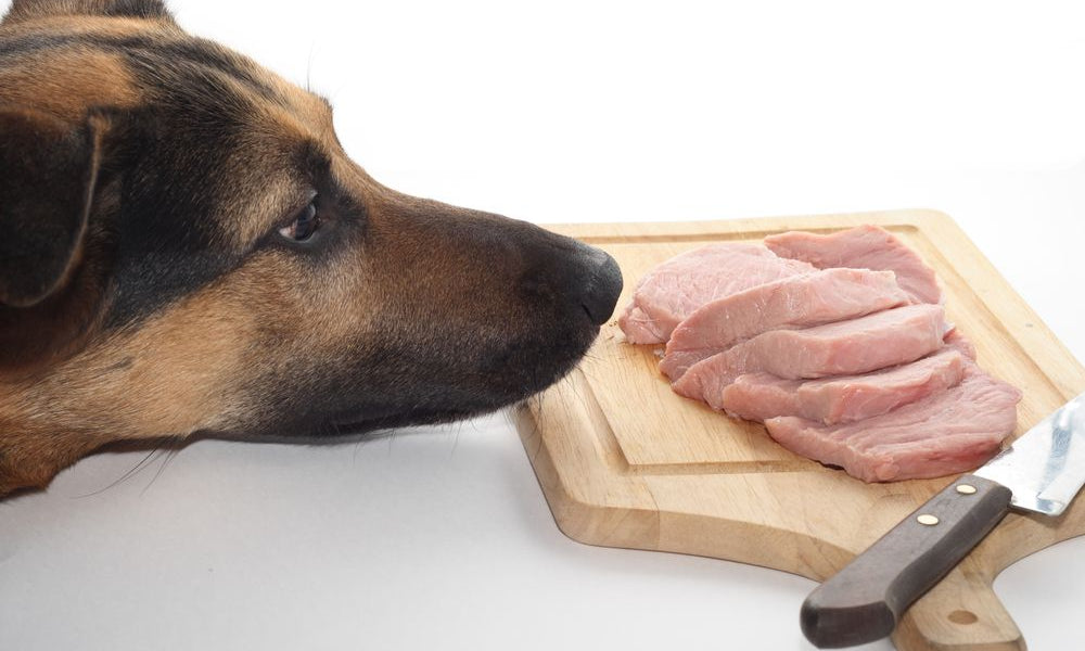 cane guarda vassoio con fettine di carne