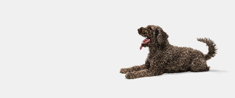 lagotto marrone