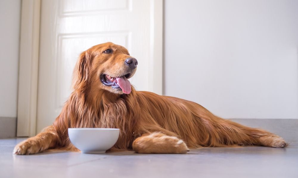 golden retriever mangia