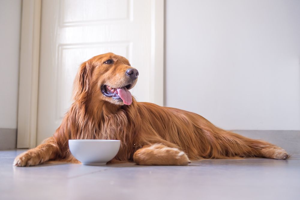 golden retriever mangia
