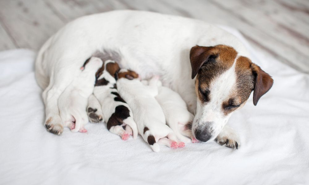 jack russel allatta i suoi cuccioli