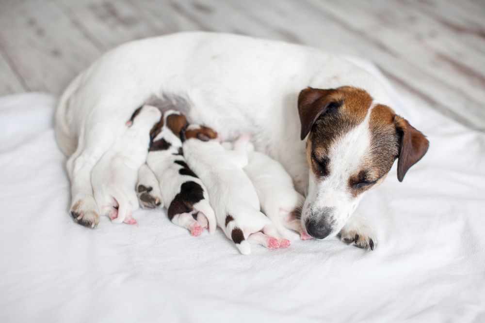 jack russel allatta i suoi cuccioli