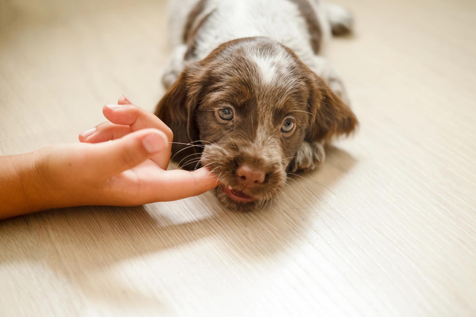 Russian spaniel brown morde un dito 