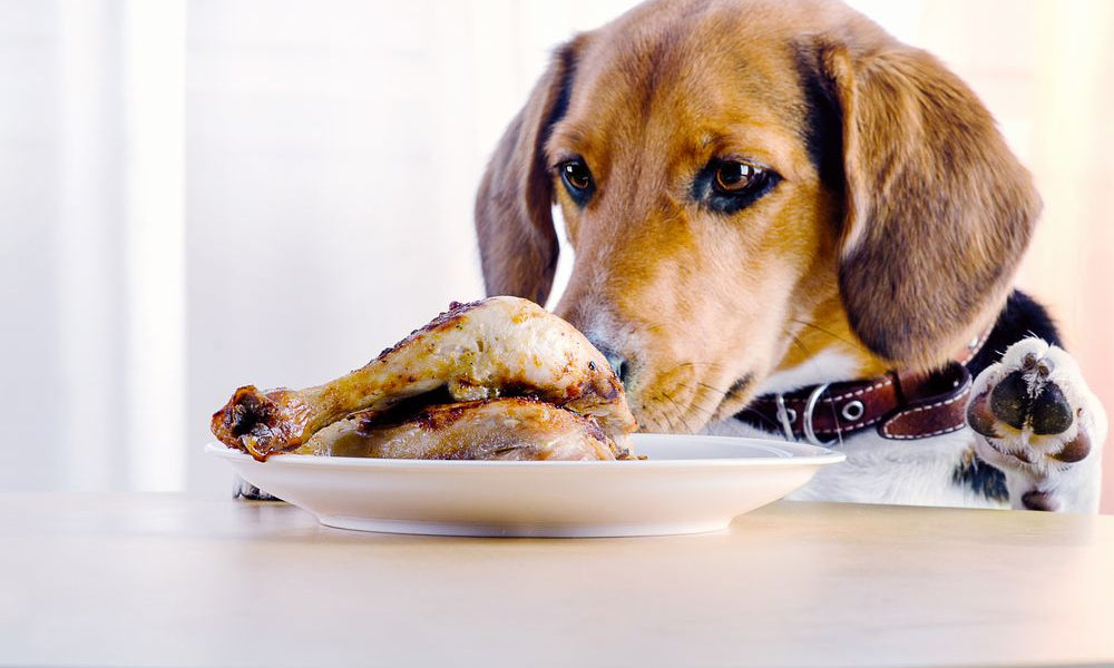 beagle guarda una coscia di pollo nel piatto