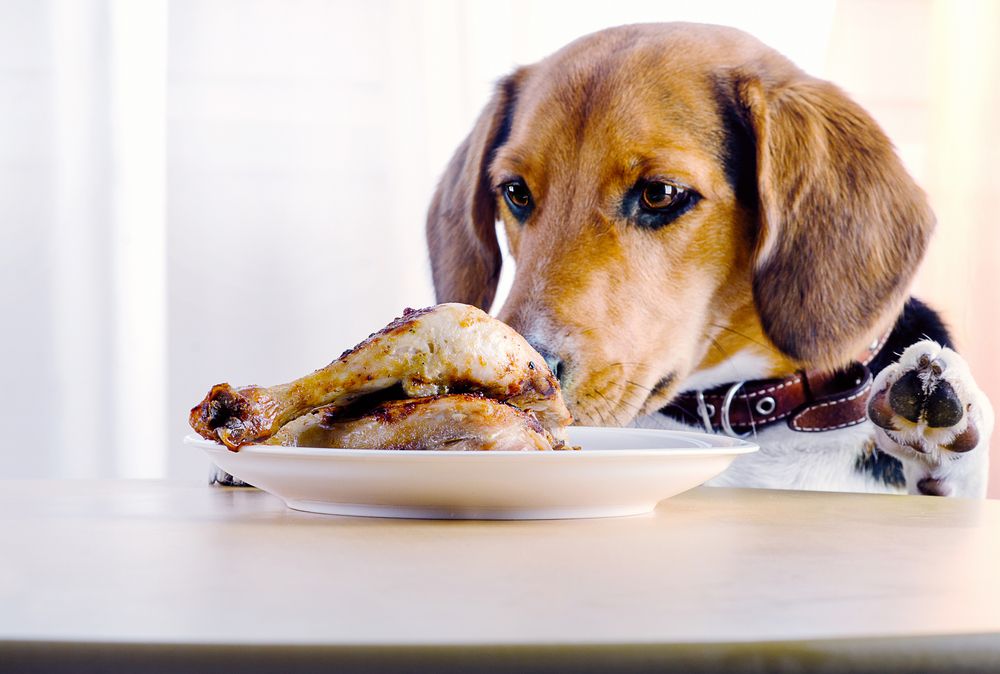 beagle guarda una coscia di pollo nel piatto