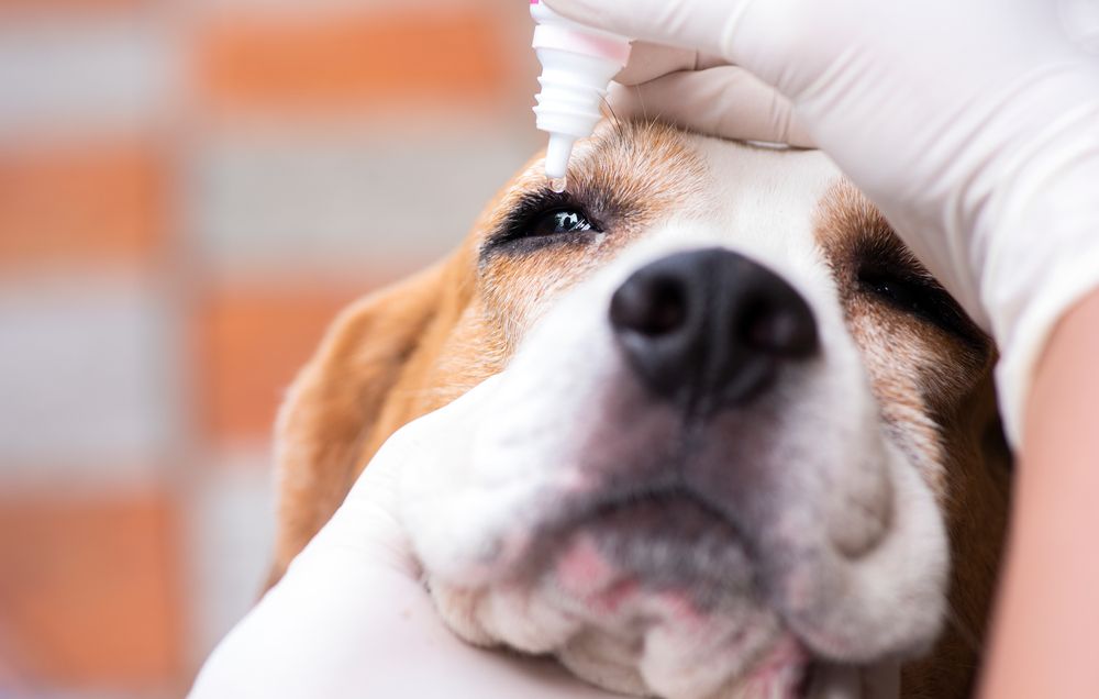 beagle a cui viene messo un collirio