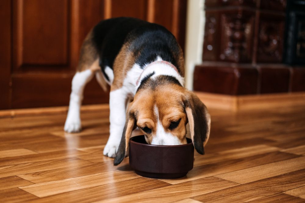 beagle mangia da una ciotola