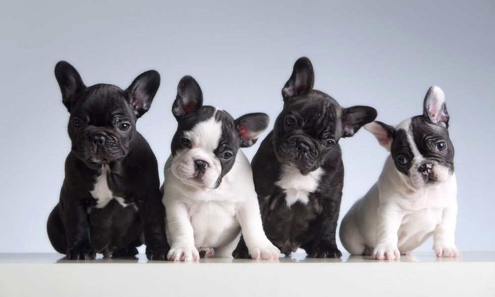 quattro bulldog francesi