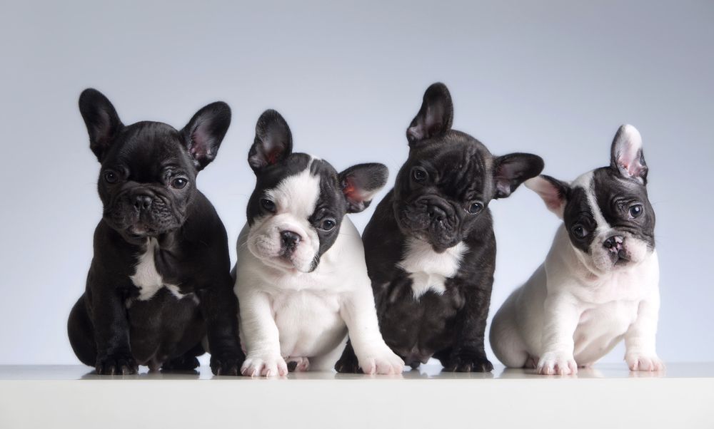quattro bulldog francesi