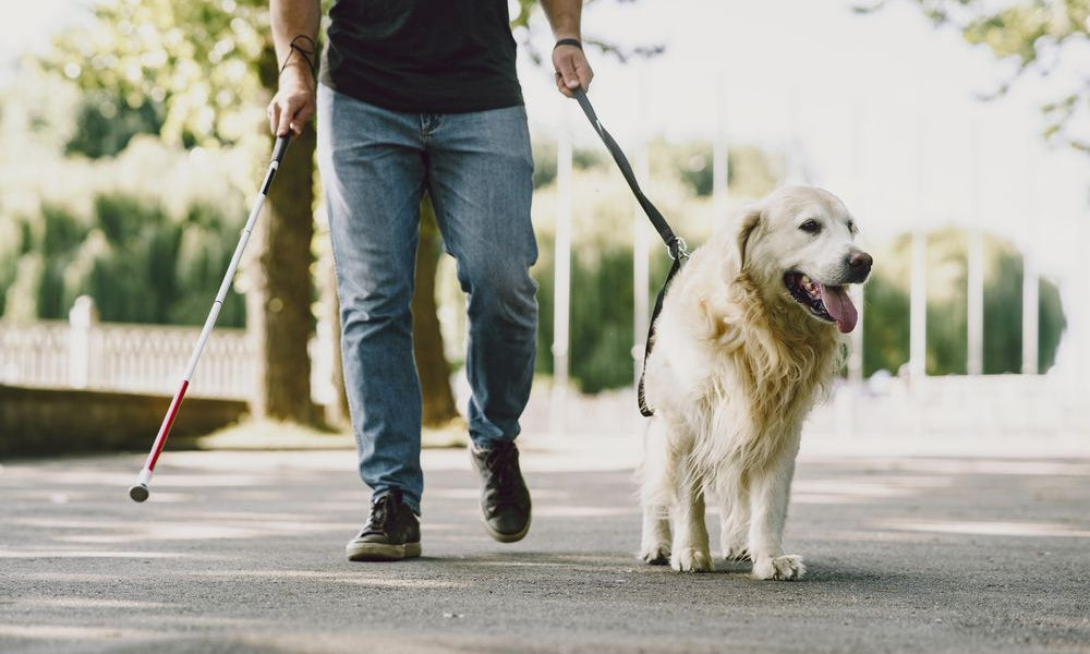 cane guida golden retriever passeggia con il suo padrone cieco
