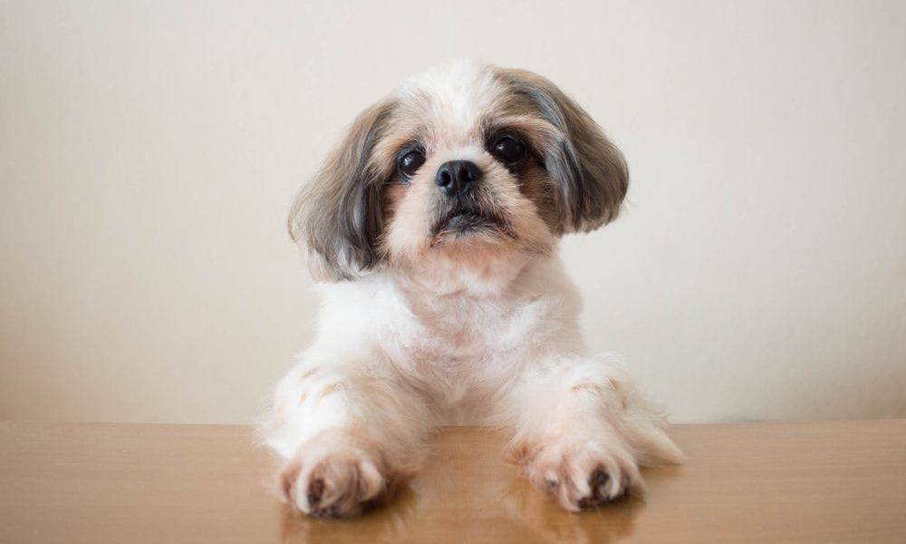 shih tzu