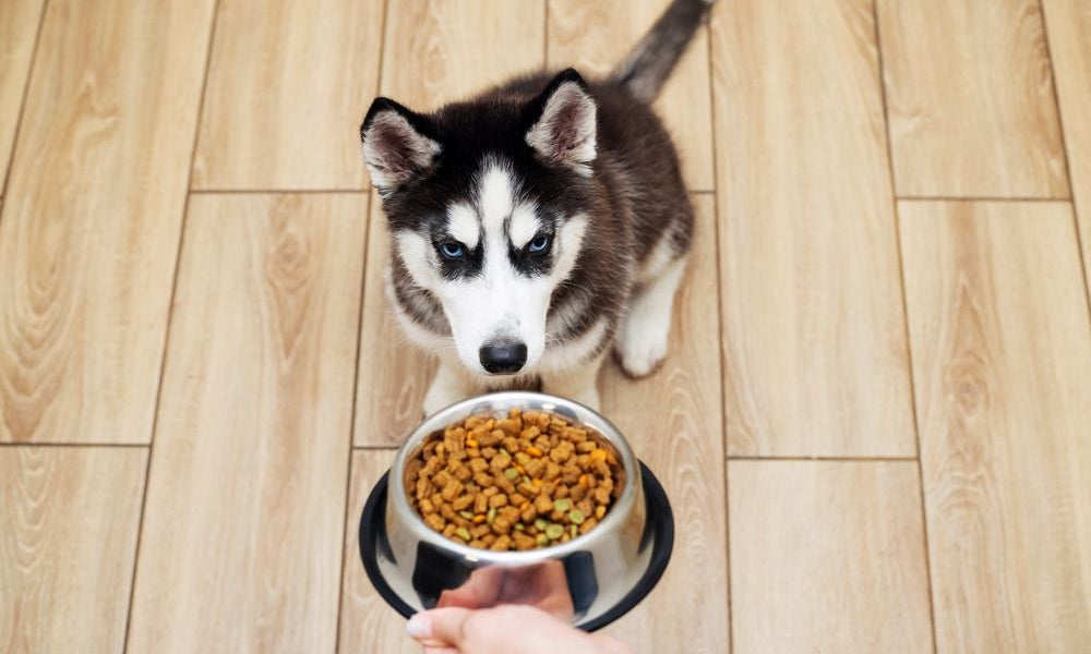 husky aspetta ciotola di crocchette